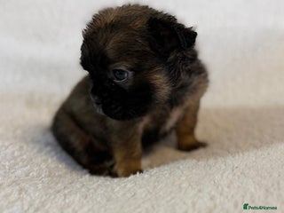 French Bulldog dogs 🦁 10 Full Fluffy French Bulldogs 🦁 - Advert 5