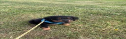 Rottweiler dogs for sale: Fluffy Rottweiler  - Advert 12