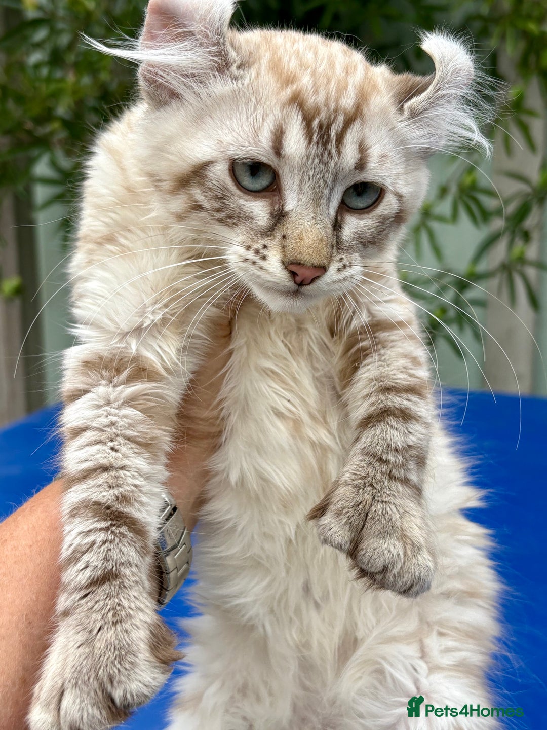 Savannah cats for sale: Breath taking rare girl - Image 8
