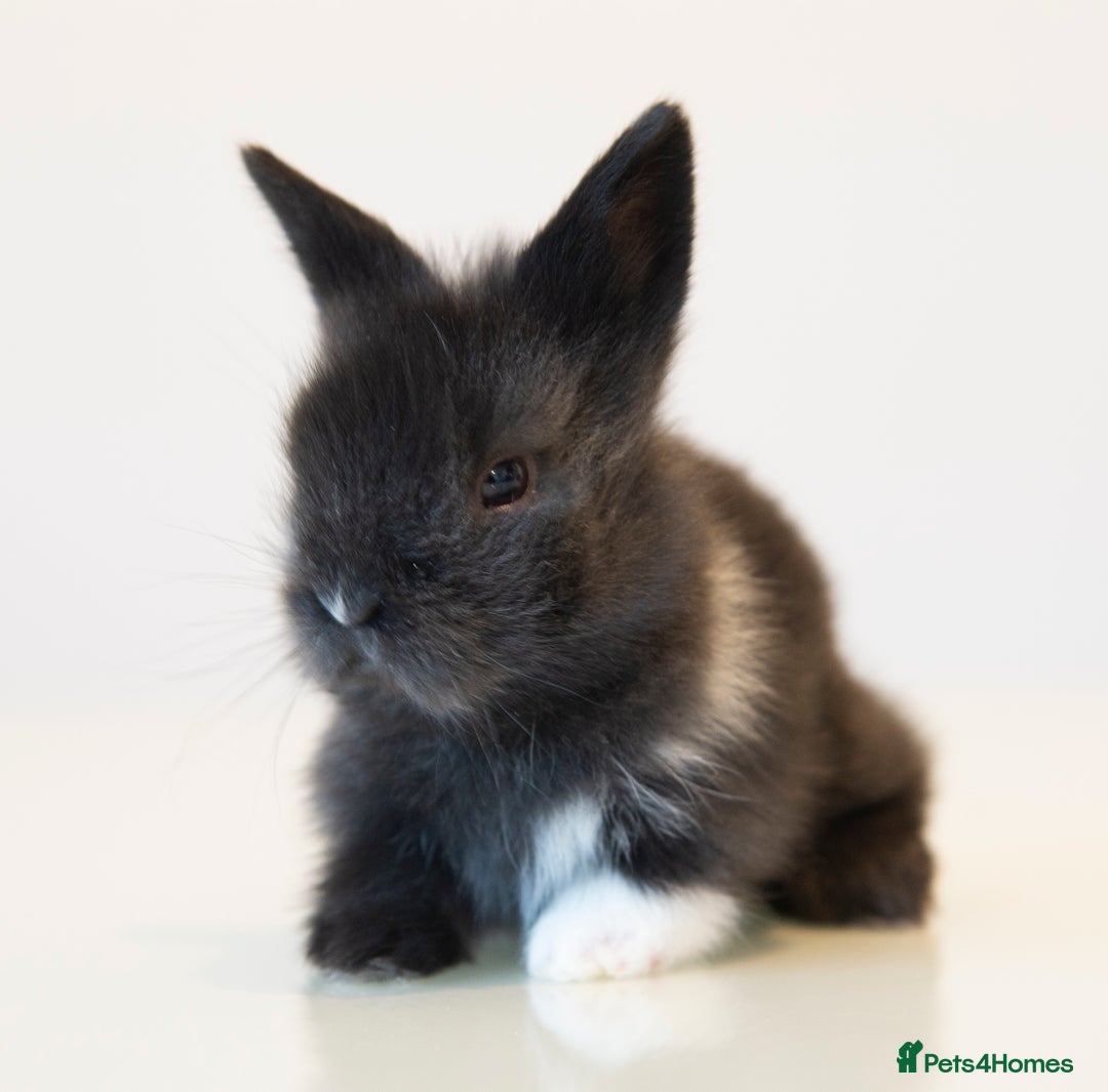 Lionhead rabbits for sale: Quality Double-maned Lionhead Bunnies - Image 5