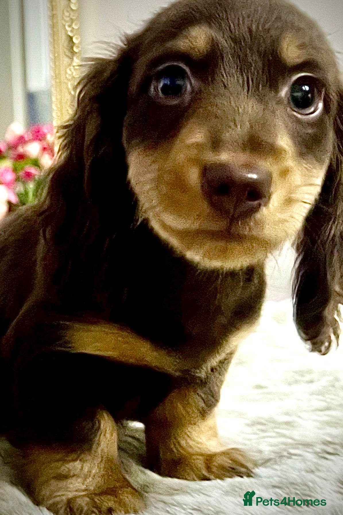 Miniature Dachshund dogs     ⭐ REDUCED ⭐ 2 Mini Longhair Boys • KC reg - Advert 9