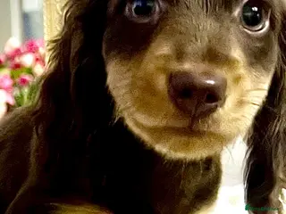 Miniature Dachshund dogs ⭐ REDUCED ⭐ 2 Mini Longhair Boys • KC reg - Advert 9