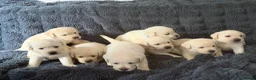 Labrador Retriever dogs for sale: 🐾 Outstanding Champion-line Labrador Puppies  🐾 - Advert 3