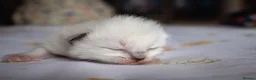Ragdoll cats for sale: Pedigree dna tested ragdoll kittens - Advert 26