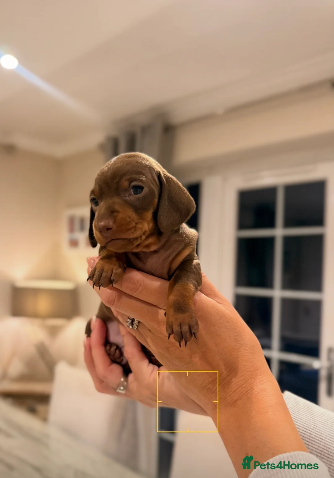 Miniature Dachshund dogs for sale: Outstanding Litter - Advert 2