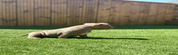 American Bully dogs for sale: Micro exotic female in New Milton - Advert 5