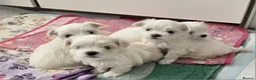 Maltese dogs for sale: Sweet little Maltese puppies  - Advert 5
