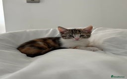 Mixed Breed cats for sale: Fully vaccinated calico female - Image 7