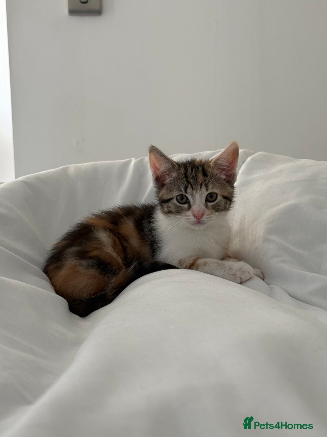 Mixed Breed cats for sale: Fully vaccinated calico female - Image 7