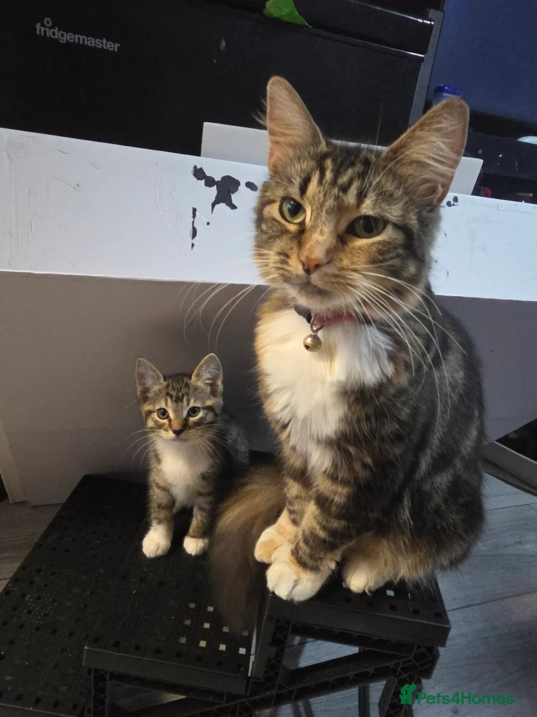 British Shorthair cats for sale: Beautiful Kittens, ready to go - Advert 1