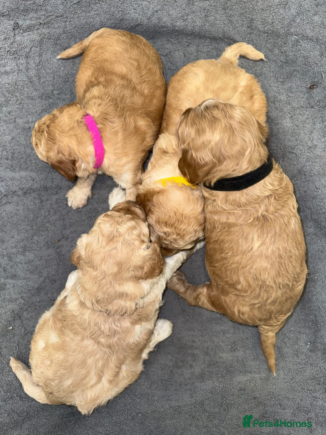 Cockapoo dogs for sale: F1b beautiful Cockapoo  - Advert 16