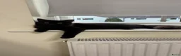 Mixed Breed cats for sale: 1 kitten and 1 cat in Rotherham - Advert 1