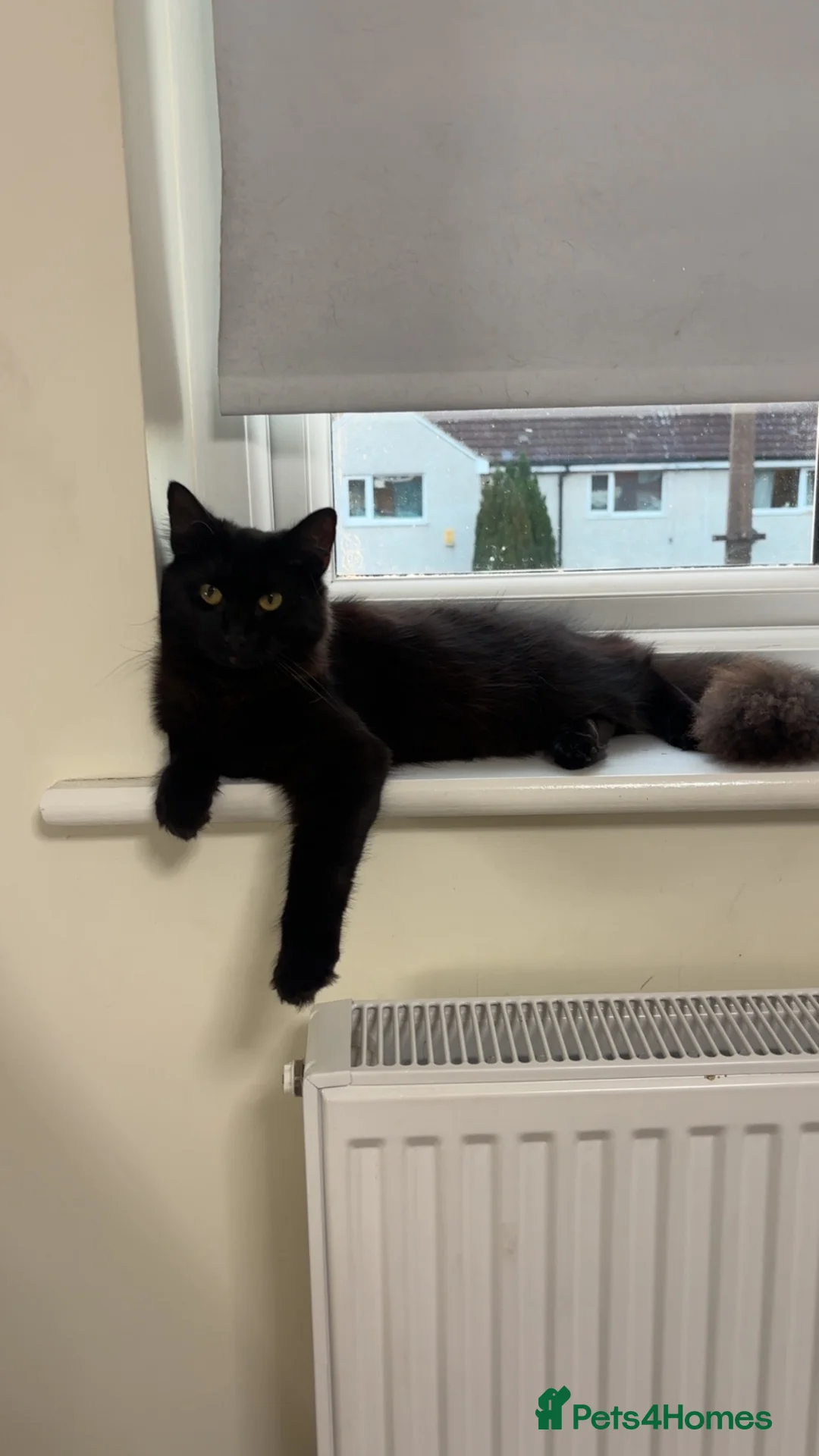 Mixed Breed cats for sale: 1 kitten and 1 cat in Rotherham - Advert 1