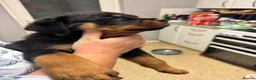 Rottweiler dogs for sale: KC Srb Rottweilers 19 champion winning bloodlines - Advert 19