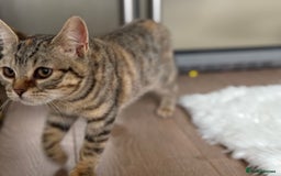 Bengal cats for sale: 3month Bengal x female  - Image 9