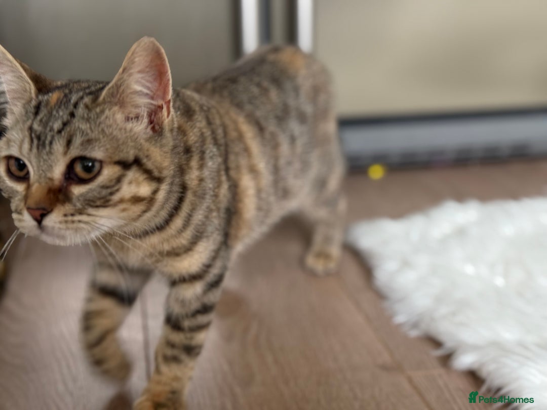 Bengal cats for sale: 3month Bengal x female  - Image 9