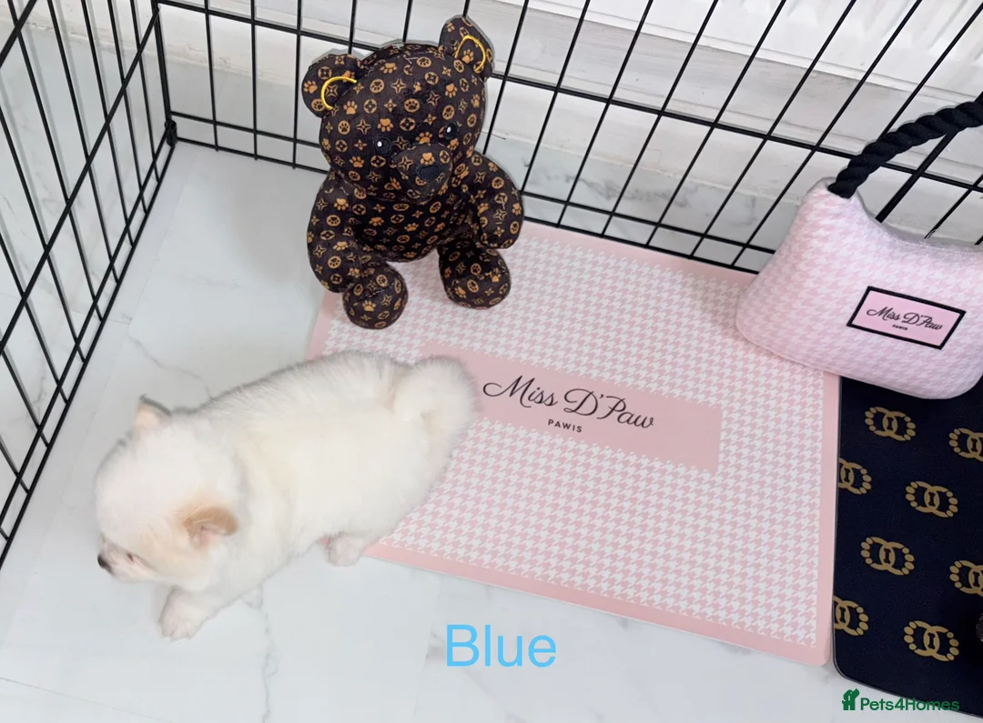 Japanese Spitz dogs for sale: Beautiful Japanese spitz puppy’s  - Advert 18