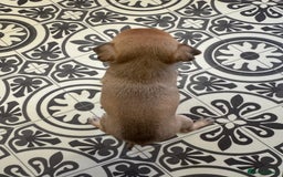 Chug dogs for sale: 6 beautiful chug puppies for sale ❤️ - Image 24