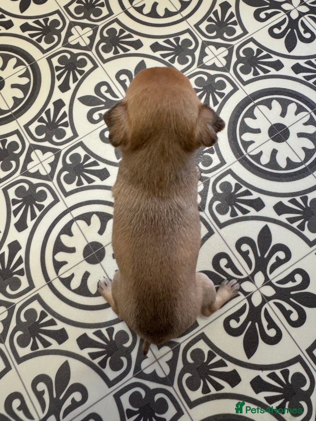 Chug dogs for sale: 6 beautiful chug puppies for sale ❤️ - Image 24