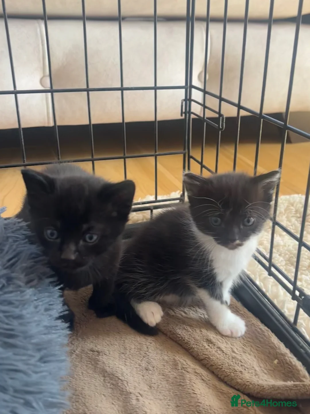 Burmese cats for sale: Burmese cross beautiful kittens in Leatherhead - Advert 2