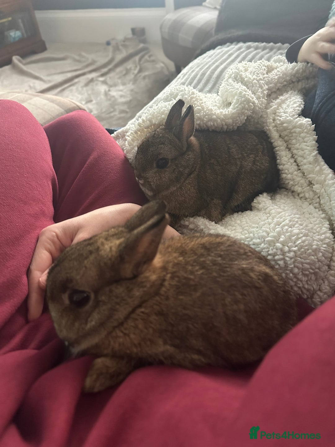 Netherland Dwarf rabbits for sale: Pair of Netherland Dwarf Black Otter Mix Rabbits - Advert 2