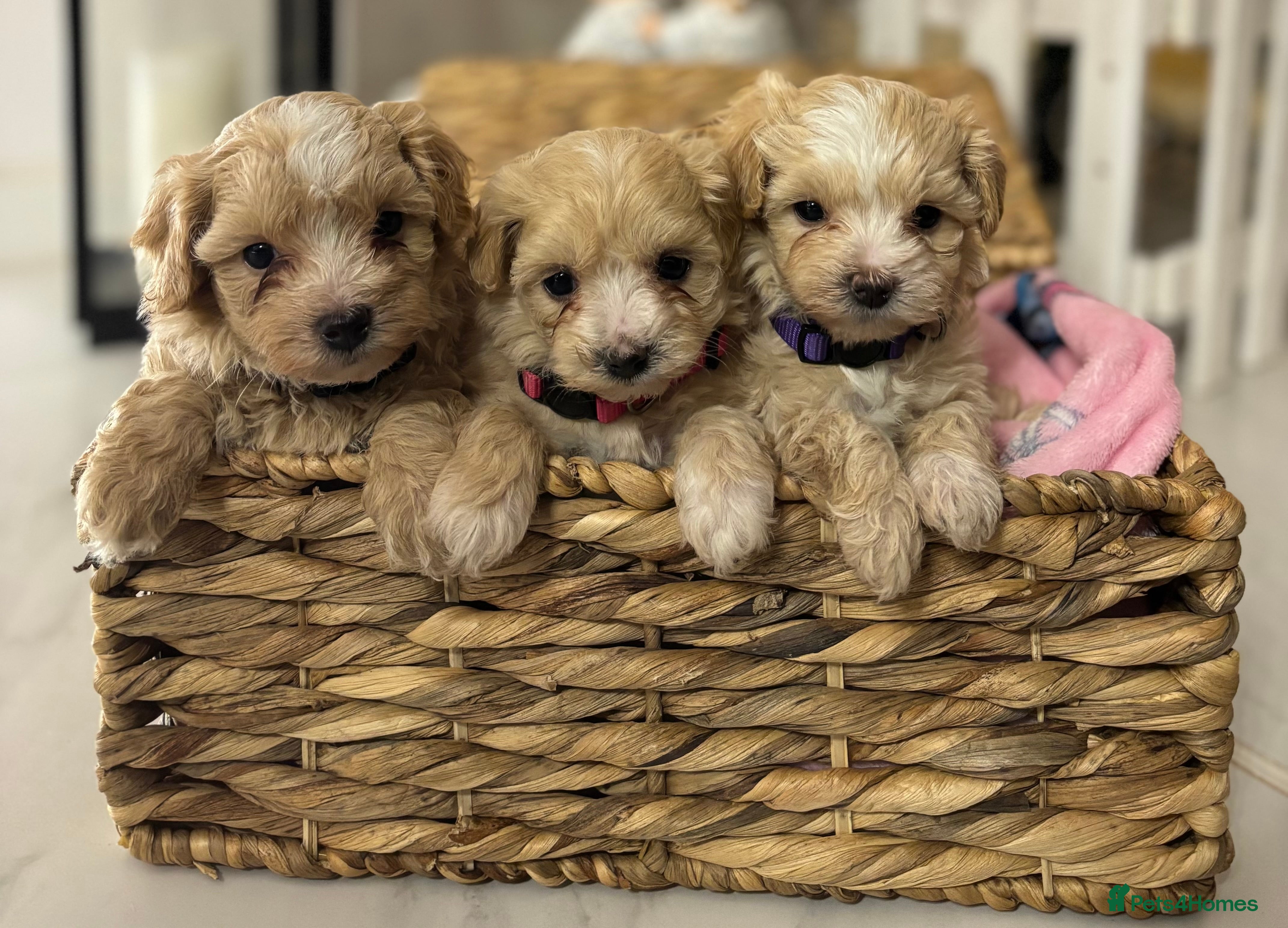 Maltipoo dogs 3 Gorgeous F1 Maltipoos Left!! - Advert 2