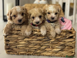 Maltipoo dogs 3 Gorgeous F1 Maltipoos Left!! - Advert 9