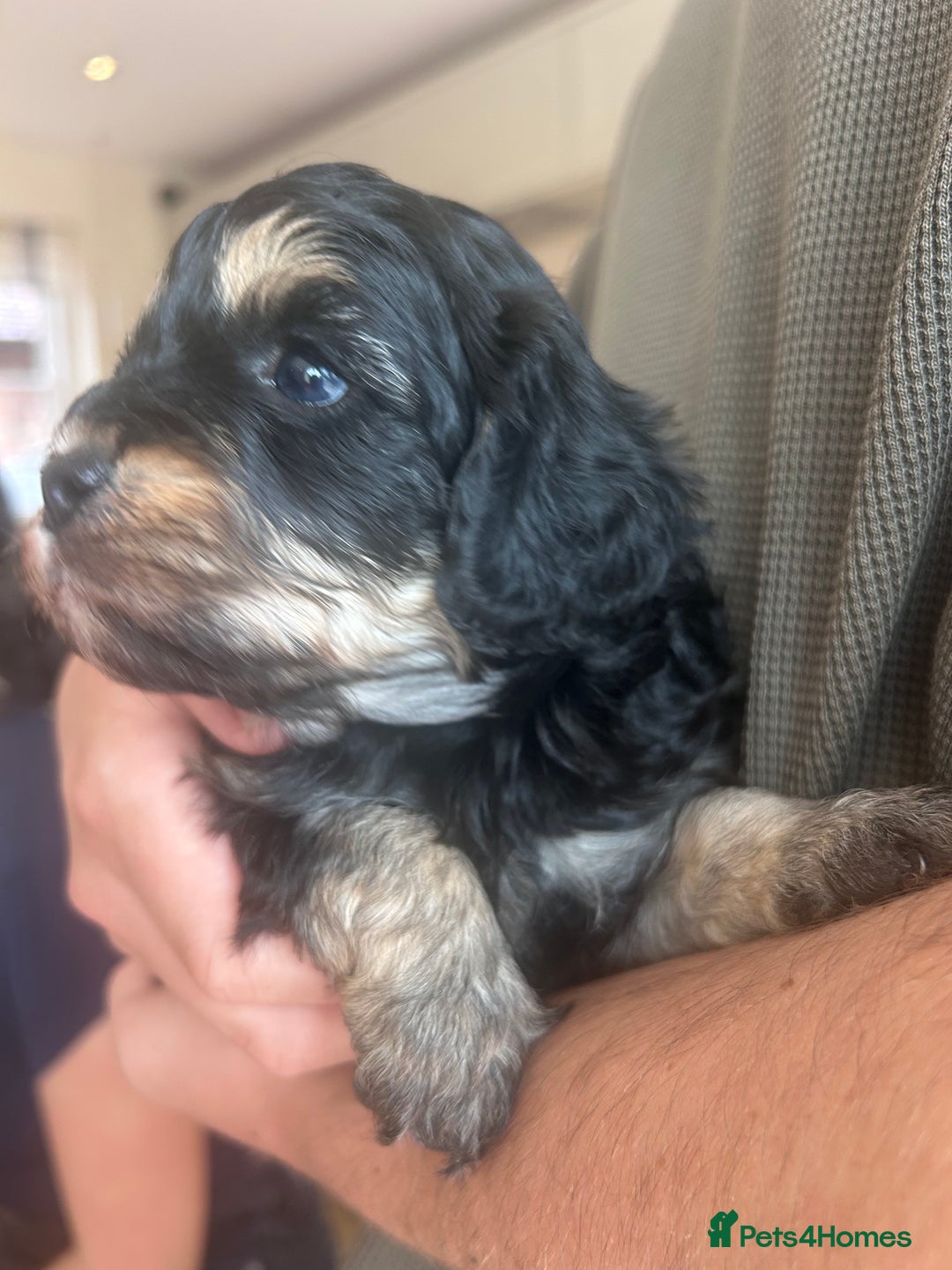 Cavapoo dogs for sale: 🌟HEALTH TESTED F1B CAVAPOO MERLE STUNNING PUPPIES - Image 15
