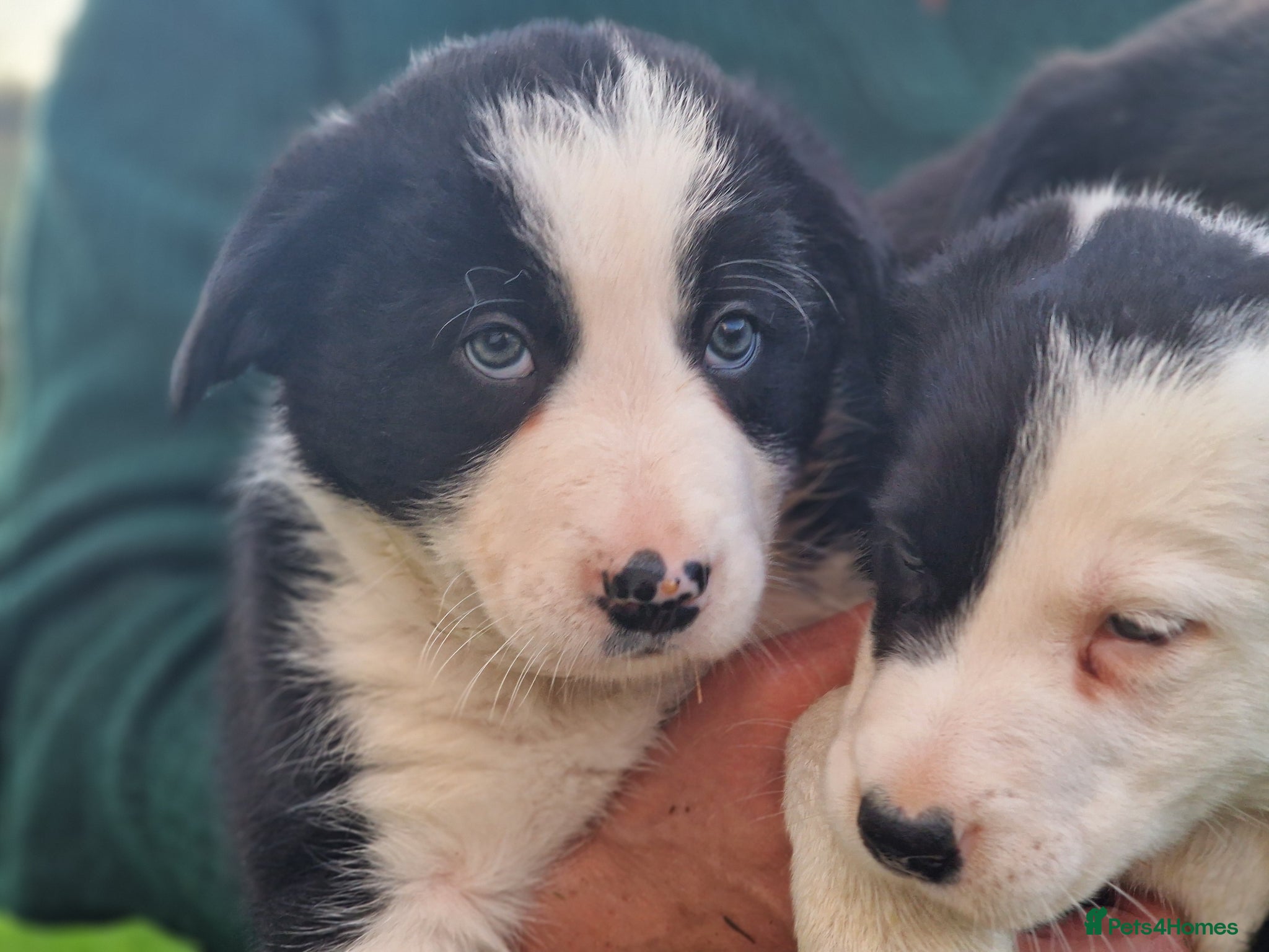 Border Collie dogs Stunning Border Collie Puppies - Advert 5