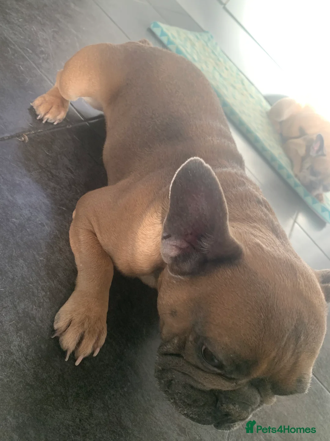 French Bulldog dogs for sale: Looking for a new home - Advert 8