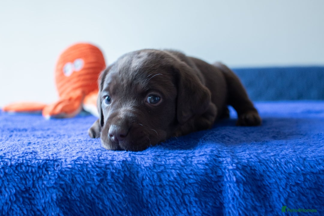 Labrador Retriever dogs for sale: Adorable Labrador Retriever Puppies  🐶💛 - Image 15