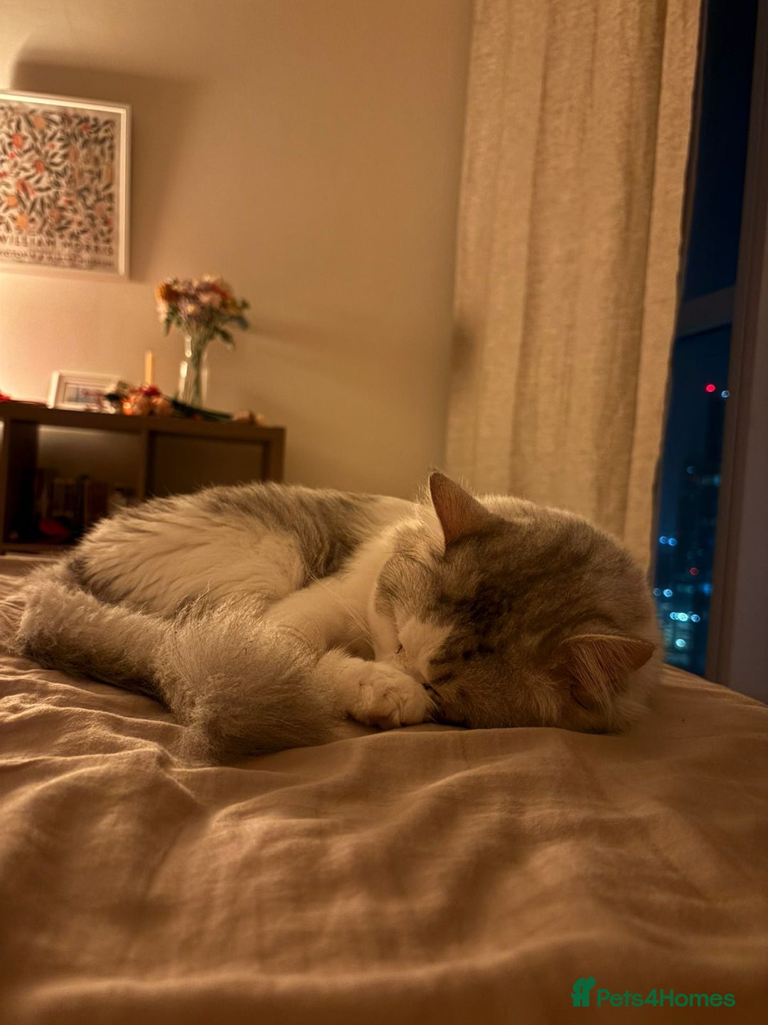 Mixed Breed cats for adoption: SKY MIX PERSIAN AMAZING LOOKING & FRIENDLY NEUTER - Advert 9