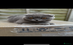 British Shorthair cats for sale: British cat  - Image 7