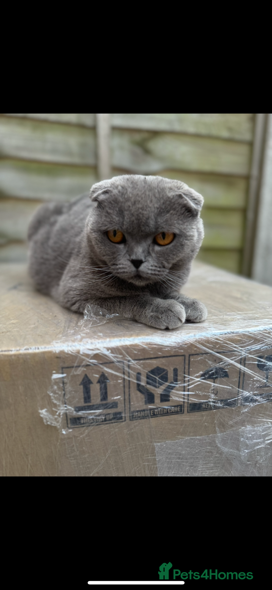 British Shorthair cats for sale: British cat  - Image 7
