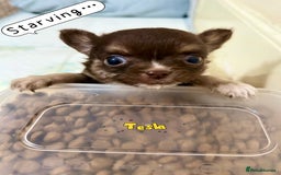 Chihuahua dogs for sale: 🔥 Adorable long-haired Chihuahua puppies for sale - Image 18