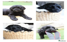 Australian Labradoodle dogs for sale: Health-tested Australian Labradoodle puppies - Image 4
