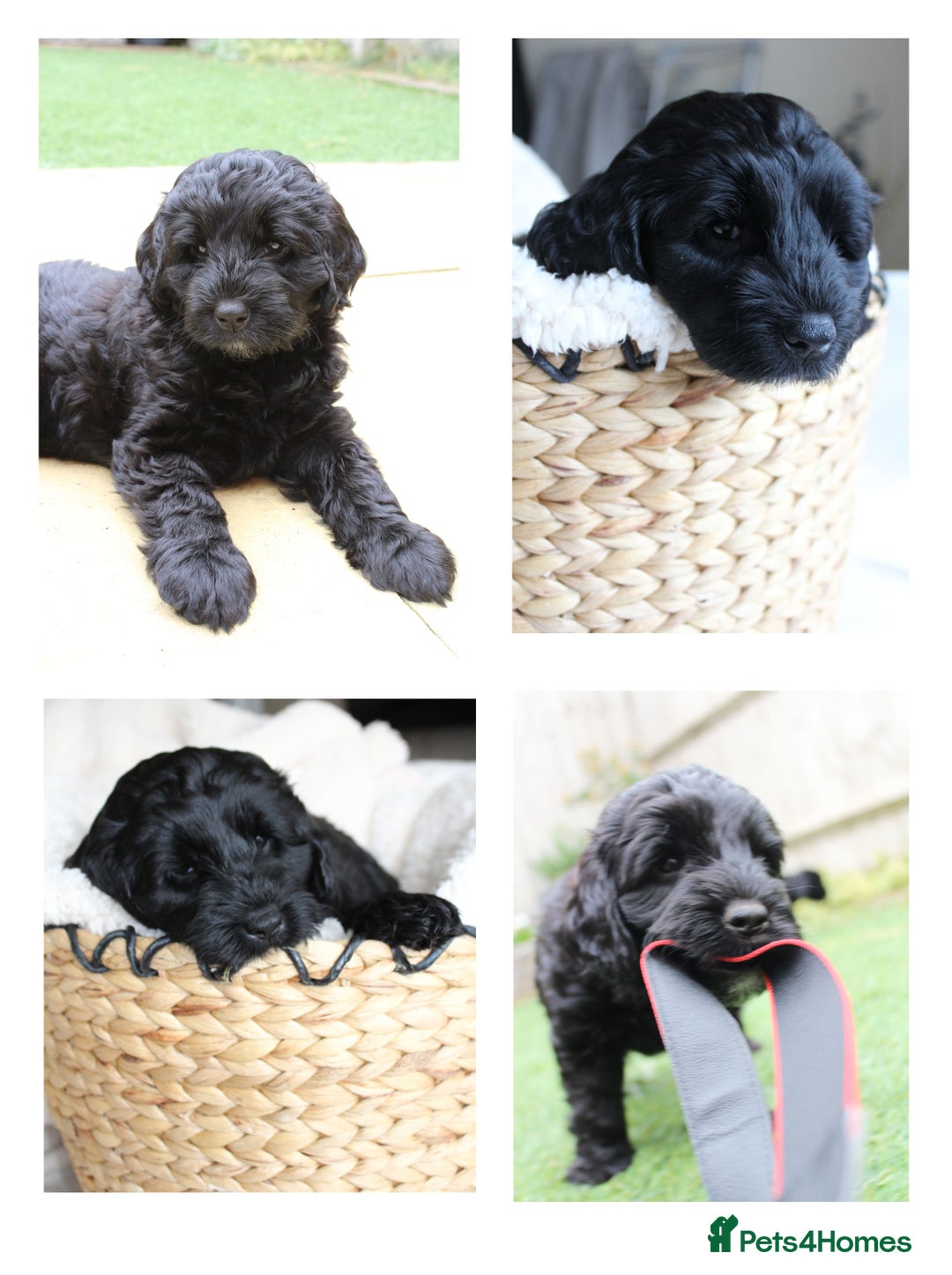 Australian Labradoodle dogs for sale: Health-tested Australian Labradoodle puppies - Image 4