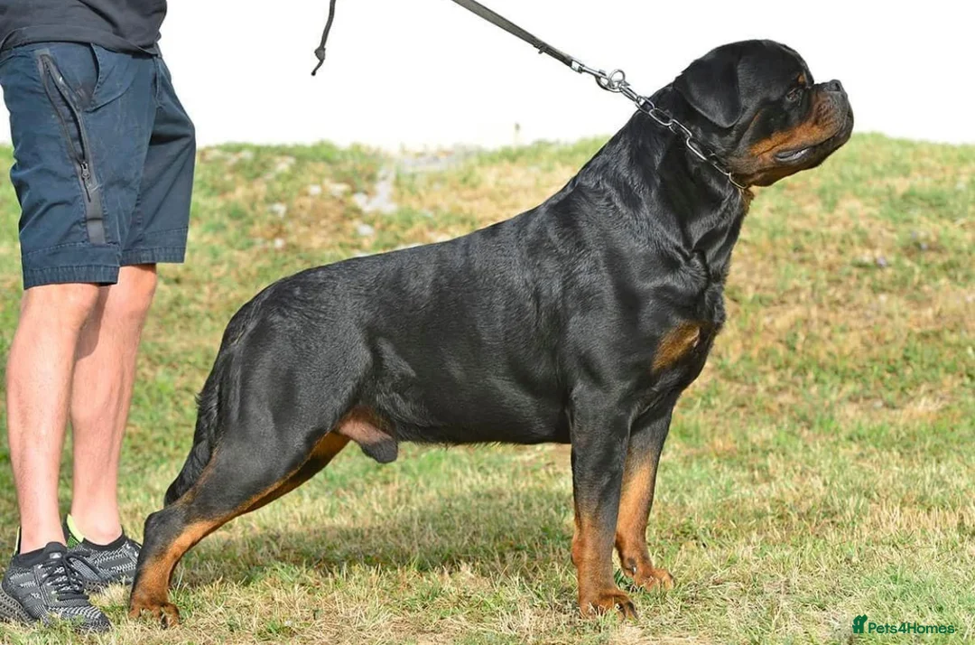 Rottweiler dogs for sale: STUNNING EUROPEAN BLOODLINE ROTTWEILER PUPPIES in Bracknell - Advert 2