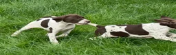Pointer dogs for sale: English pointer puppies  in Romsey - Advert 13