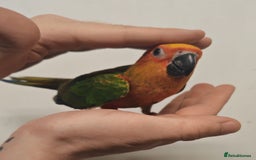 Parrots birds for sale: Stunning Birds/Parakeets/Parrots available  - Image 1