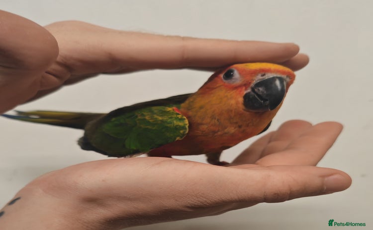 Parrots birds - Advert 5
