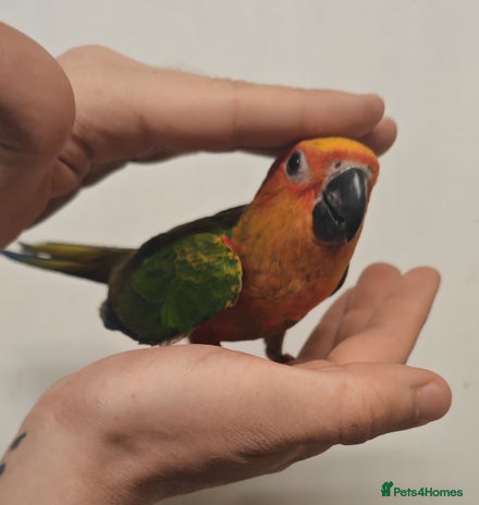 Parrots birds - Advert 5