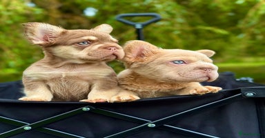 French Bulldog dogs - Advert 14