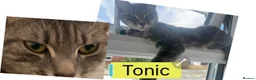 Domestic Shorthair cats for sale: 6 Domestic Shorthairs Available To Loving Home - Advert 9
