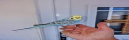 Budgerigars birds for sale: Super silly hand tamed baby budgies  - Advert 24