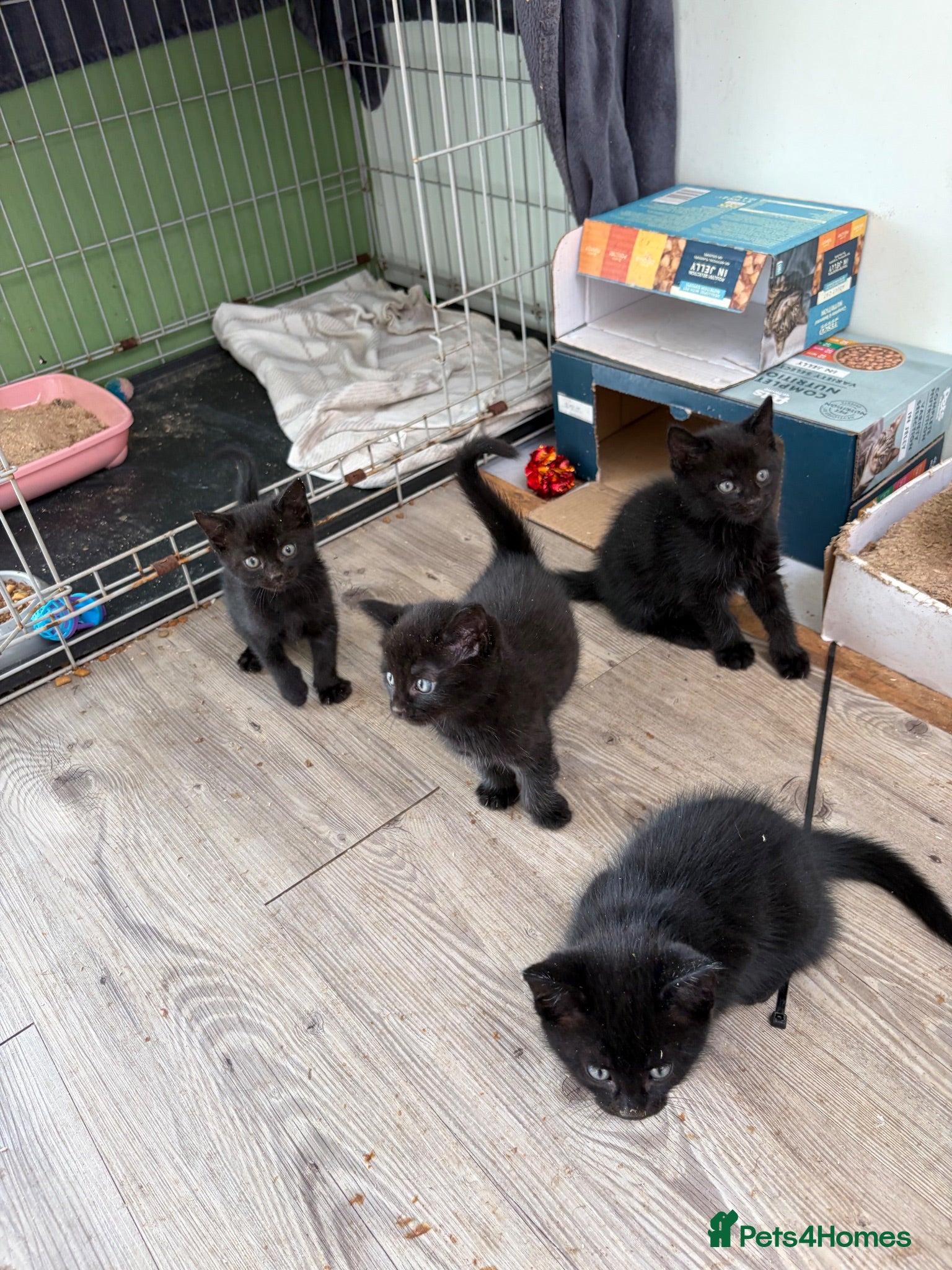 Mixed Breed cats Kittens for sale - Advert 1
