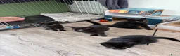 Mixed Breed cats for sale: Kittens for sale - Advert 1