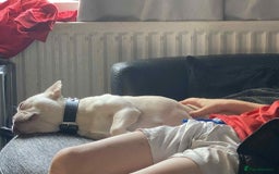 French Bulldog dogs for sale: For sale - Image 4