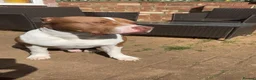 American Bully dogs for stud: Amstaff/Bully for stud - Advert 6