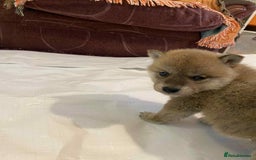 Japanese Shiba Inu dogs for sale: Fluffy authentic Shiba Inu puppies for sale  - Image 11